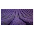 thumbnail image 2 of Blooming Lavender Flower Texture - Landscape Canvas Art Print, 2 of 3