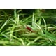 thumbnail image 4 of Resina de filtración Seachem Indoor Purigen 100 ml para agua dulce y salada, 4 of 4