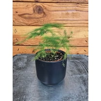 Asparagus Plumosa Fern, 2" Plant, The Plant Farm