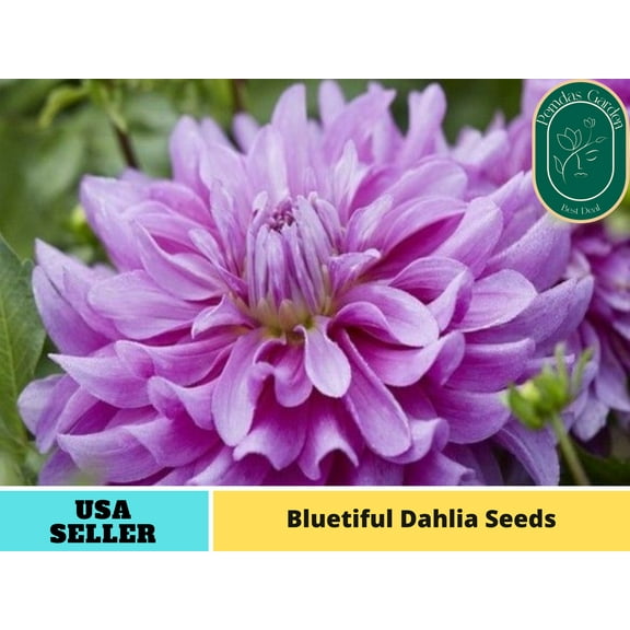 40  Seeds| Bluetiful Dahlia Seeds - Authentic Seeds - Perennial~ GMO Free ~~Flower seeds~ Vegetable seeds~ Asian Garden~ Herbs B5G1#D021