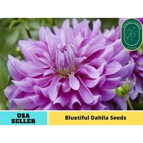 40 Seeds| Bluetiful Dahlia Seeds - Authentic Seeds - Perennial~ GMO Free ~~Flower seeds~ Vegetable seeds~ Asian Garden~ Herbs B5G1#D021