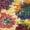 Multi, variant on SAFAVIEH Fiesta Ronald Floral Shag Area Rug, Multi, 8' x 10'