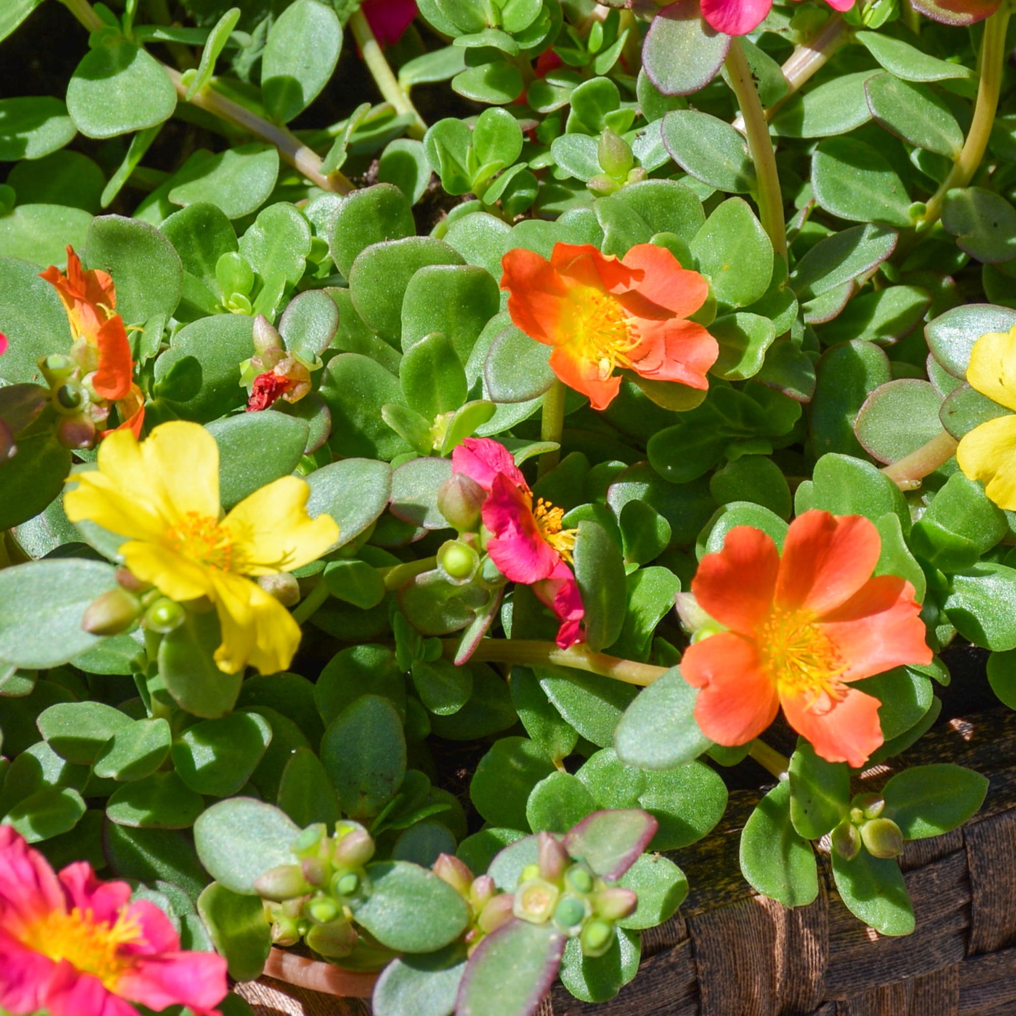 Expert Gardener 2QT Orange Pink Yellow Portulaca Live Plant Sun