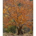 thumbnail image 2 of Fitzharris, Tim 12x13 White Modern Wood Framed Museum Art Print Titled - Sycamore Tree-East Verde River-Arizona-USA, 2 of 4
