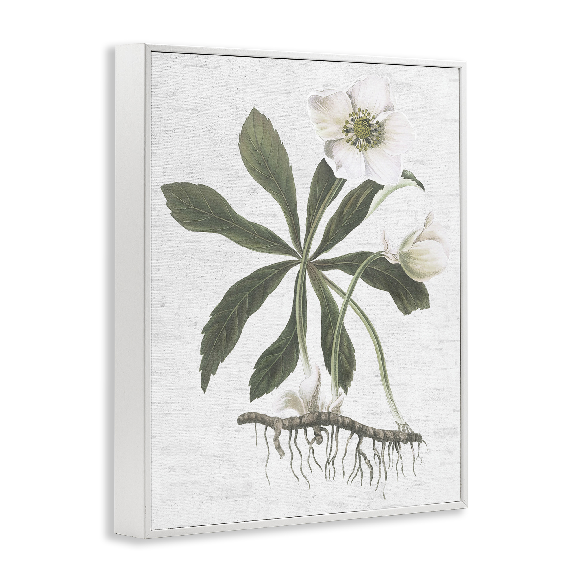Stupell Industries Magnolia Flower Study Botanical & Floral Painting White Framed Art Print Wall Art, 16 x 20