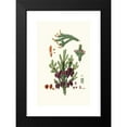 thumbnail image 2 of Aylmer Bourke Lambert 11x14 Black Modern Framed Museum Art Print Titled - Pinus Nigra - Black Spruce Pine (1837), 2 of 5