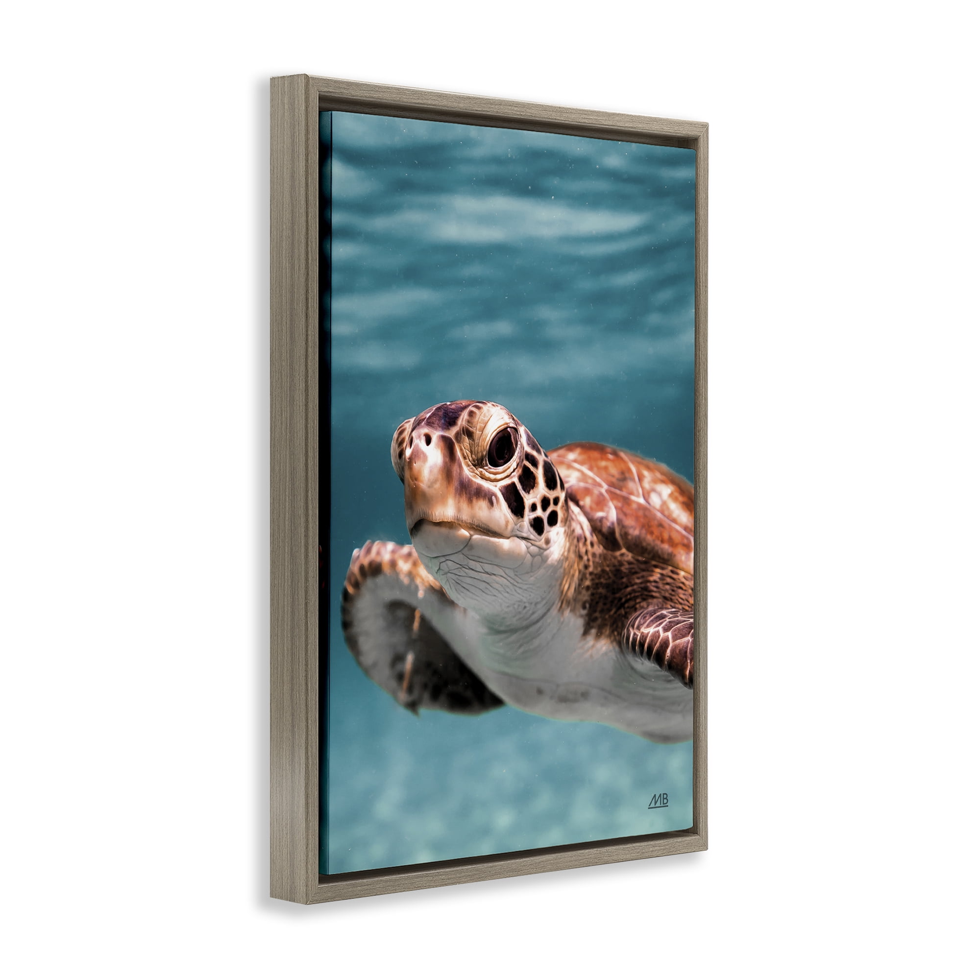 Stupell Industries Underwater Sea Turtle Swim Animals Photography Brown Floater Framed Canvas Art Print Wall Art, 17 x 25