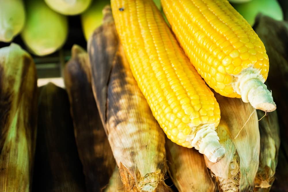 Roastin Ears Sweet Corns Seeds for Planting Grow Bantam Gold Sweet