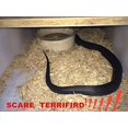 thumbnail image 3 of Serpiente de goma COTOSEY 53' juguete realista, 3 of 3