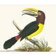 thumbnail image 2 of George Shaw 23x20 Gold Ornate Framed and Double Matted Museum Art Print Titled - Green Toucan (1789-1813), 2 of 4
