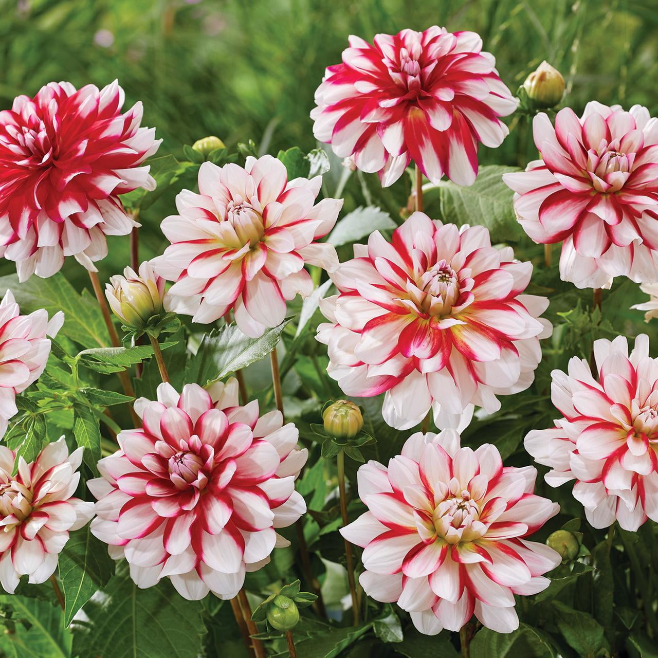 新しい季節 Striped Dahlias Zyverden Van Vulcan, Multi-color Bulbs, 5 工芸品