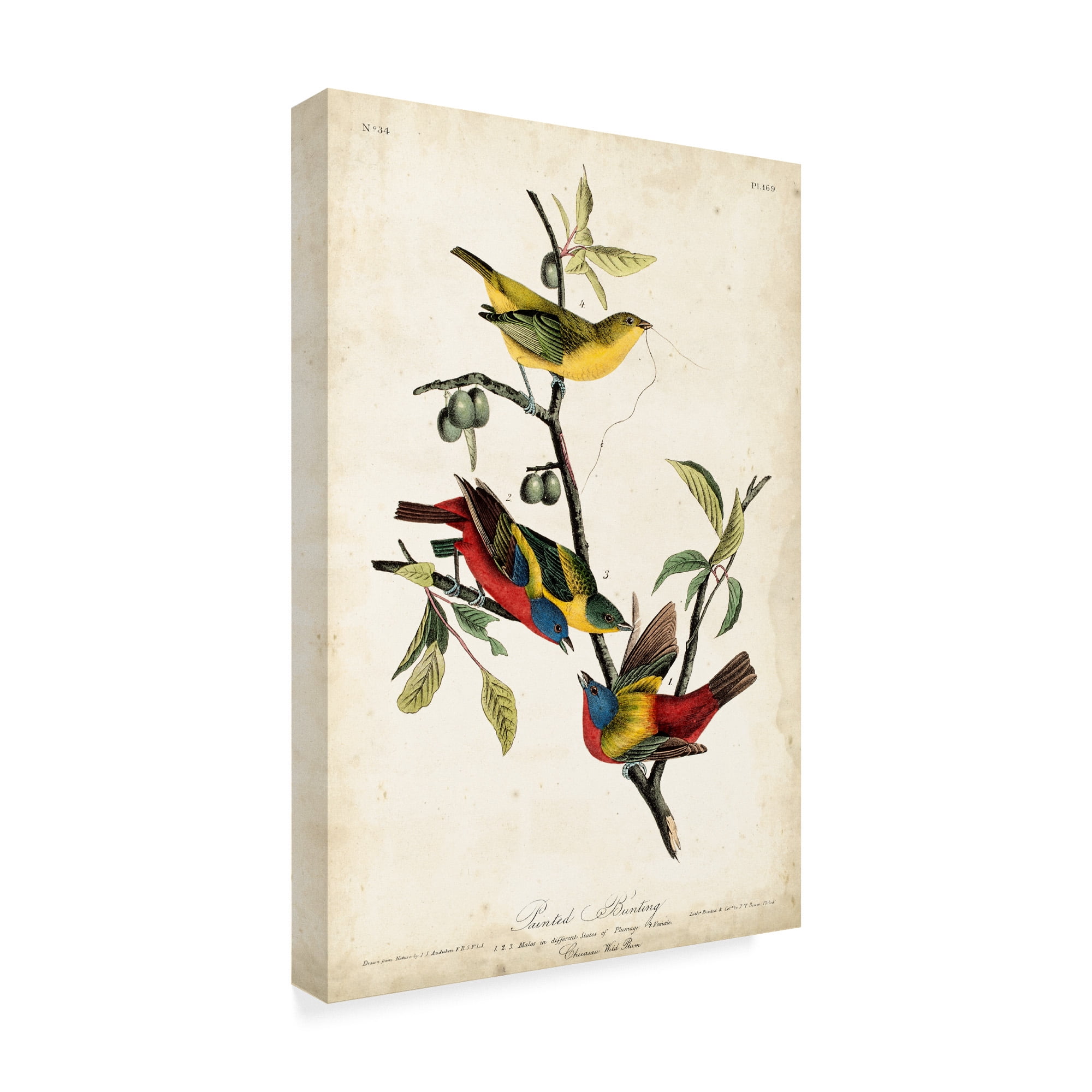 Trademark Fine Art 'Painted Bunting Red' Canvas Art by John James Audubon
