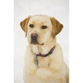 thumbnail image 2 of Golden Labrador Retriever Dog Poster Print, 2 of 2