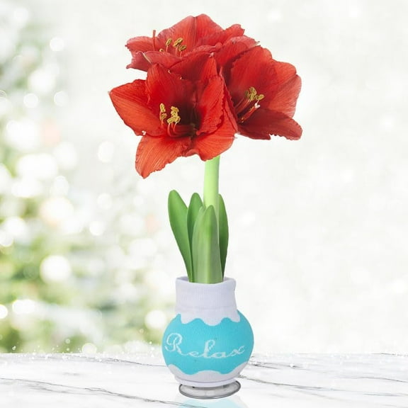 Restful Red Petals Sweater Amaryllis Bulb – “Relax” Sweater Gift Plant – Easy Indoor Growing, No Soil or Water Needed – Red Amaryllis Flowers Bloom in 4–8 Weeks