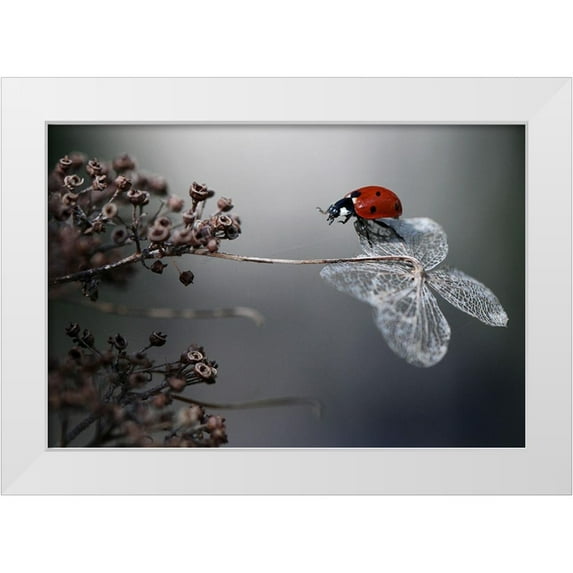 Van Deelen, Ellen 24x18 White Modern Wood Framed Museum Art Print Titled - Ladybird on hydrangea.