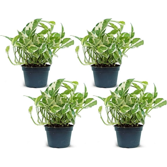 4 Pack Live Pearls and Jade Pothos, Indoor Vine Houseplant, Birthday Gift, Office Gift, Thank You Gift, Get Well Gift, Plant Dad Gift, Housewarming Gift in 4" Pot