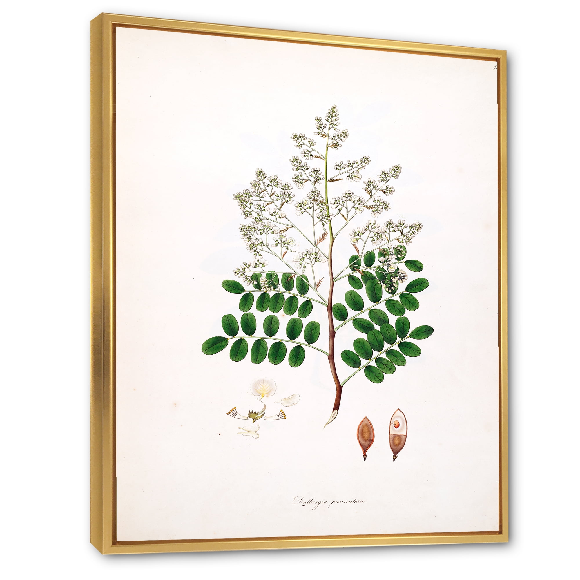 Ancient Botanicals XII 30 in x 40 in Framed Painting Canvas Art Print, by Designart