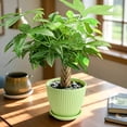 thumbnail image 5 of 8“-12" Tall Pachira Braided Money Tree, Live Plants Easy to Grow Houseplant, Indoor Bonsai, 5 of 5