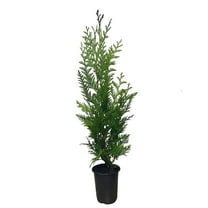 Thuja 'Green Giant' Arborvitae - 2 Feet Tall - Live Evergreen Privacy Tree