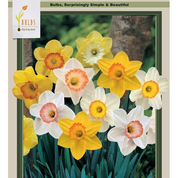 Sunshine Narcissus Mix 15 Bulbs - Fragrant- 14/16 cm Bulbs