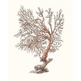 thumbnail image 3 of Unknown 12x14 Black Modern Framed Museum Art Print Titled - Terra Cotta Coral I, 3 of 5