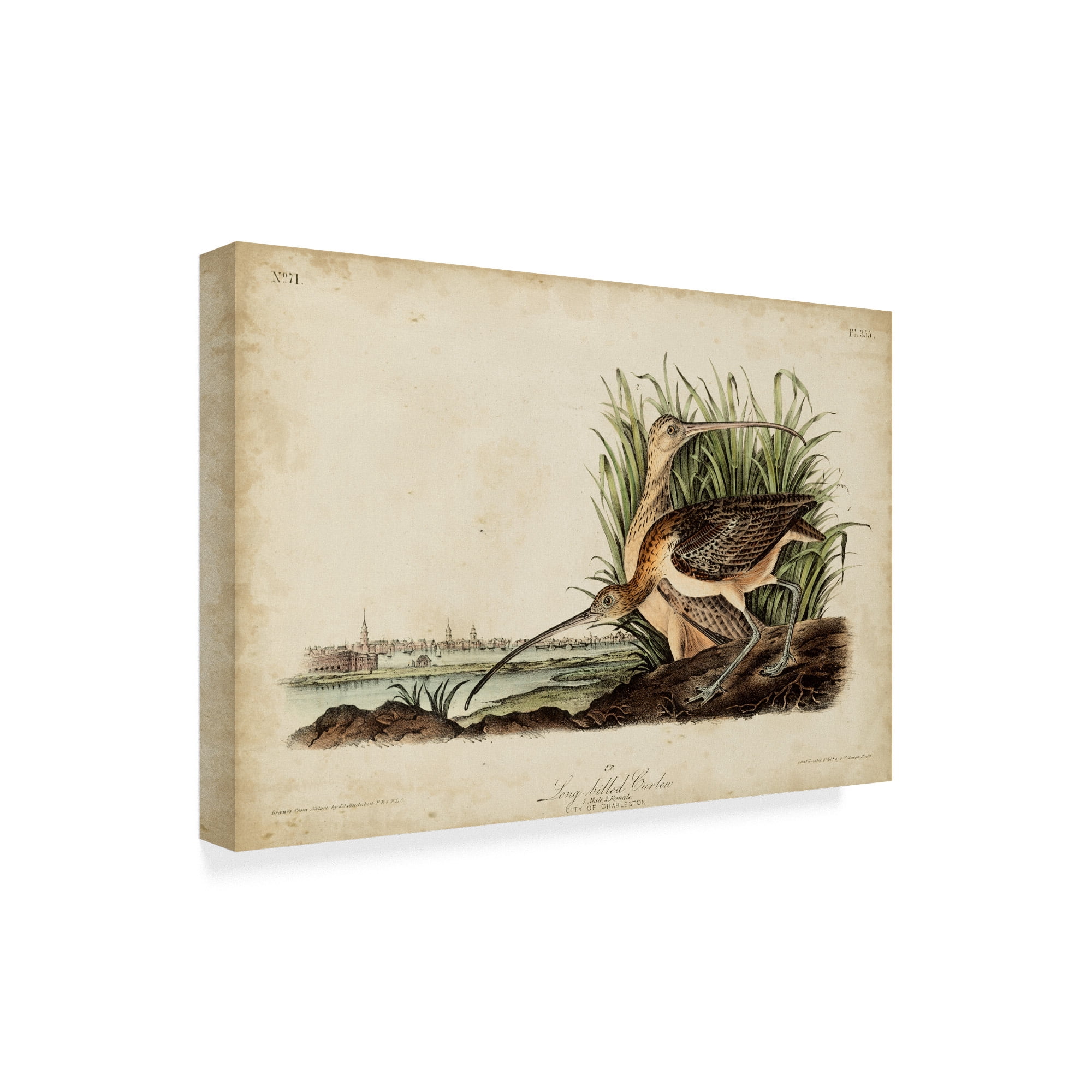 Trademark Fine Art 'Long Billed Curlew Bird' Canvas Art by John James Audubon