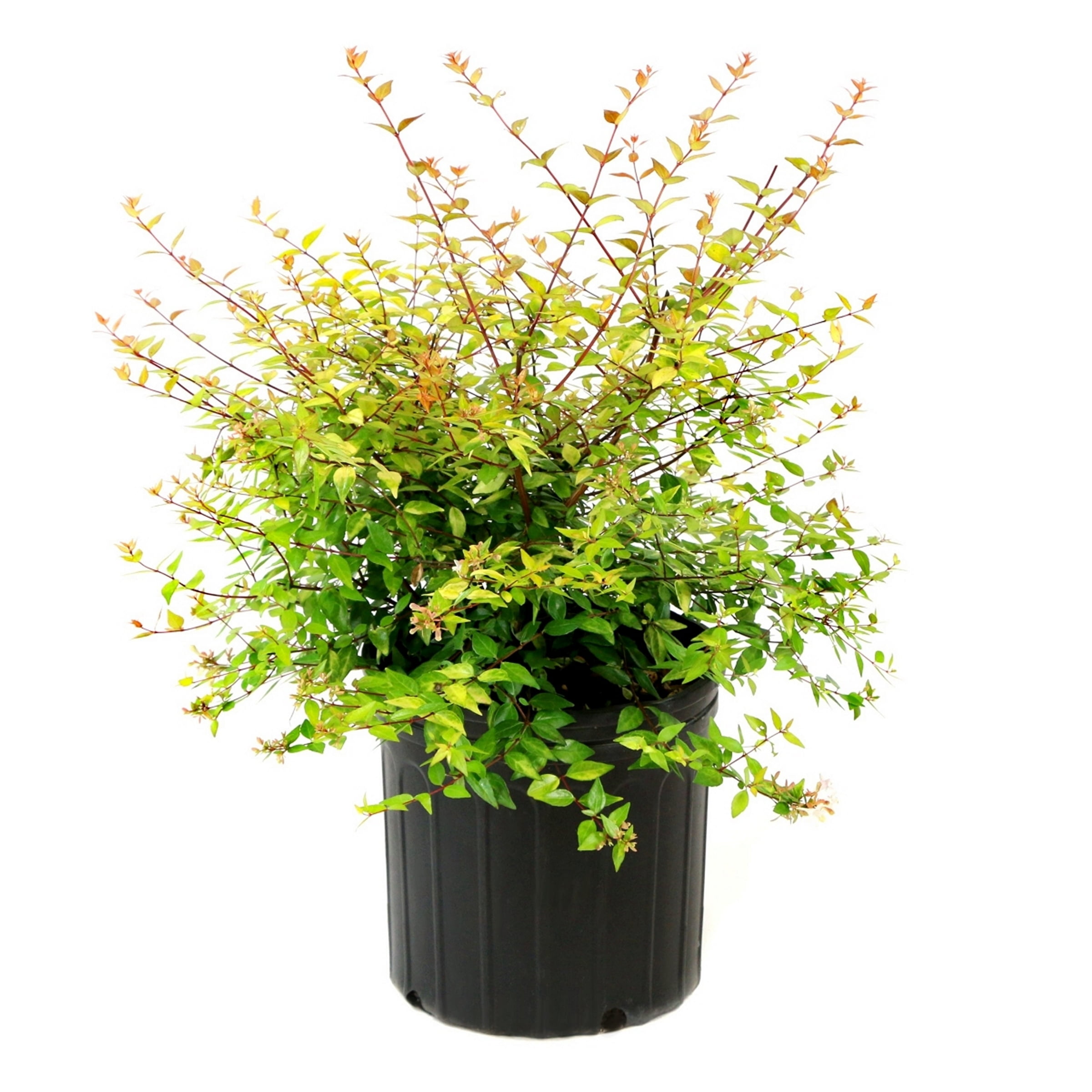 3 gal. Abelia Apple Perfection Shrub with White Flowers