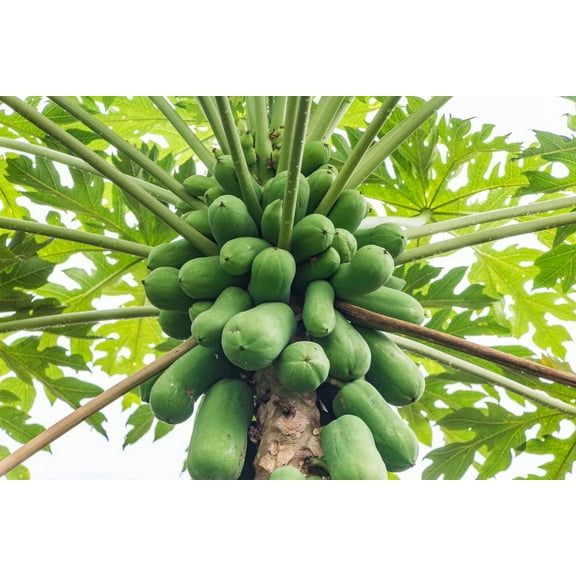 Papaya Tree Seeds for Planting - 5 Seeds - Carica Papaya "Honeydew" - Great for Bonsai or Patio Plant -