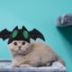 thumbnail image 5 of Sombrero De Mascota De Halloween Adornos De Tocado En Forma De Murciélago Lindo Tocado De Mascota Suave Para Cumpleaños Halloween Navidad Eigraketly HA037011-00, 5 of 6
