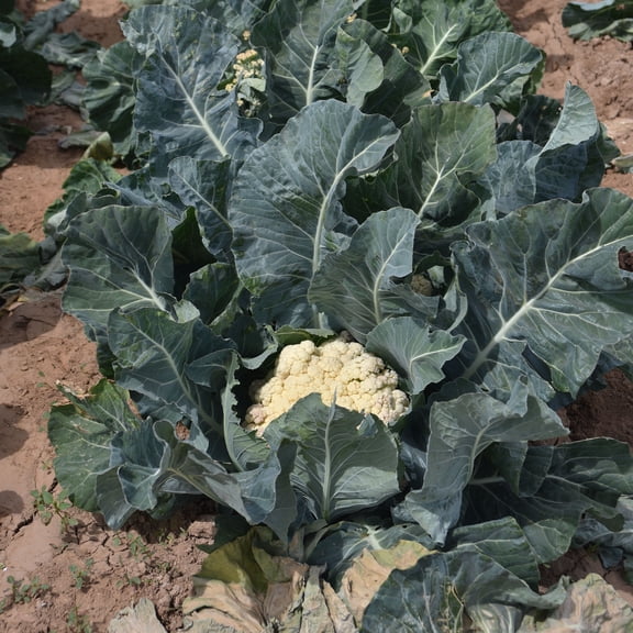 Cauliflower Seeds - Song TJS- 65 - Hybrid - 0.25 Oz ~2225 Seeds - Non-GMO, F1 Hybrid - Asian Garden Vegetable