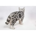 thumbnail image 5 of 15.75" Standing American Shorthair Cat Outdoor Garden Statue, 5 of 6