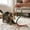 Green, variant on Cotton Rope Cat Chew Toy with Catnip Interactive Cat Teaser Rope Boredom Relief Toy Durable Cat Biting Toy for Kicking Teething Indoor Cats and Kittens