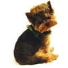SimplyDog Green Dotty Collar/Harness Bundle