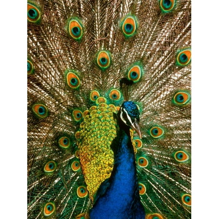 16++ Most Feather prints wall art images information