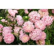 Seedville 30 Duchess Apricot Paeony Aster Plant Seeds