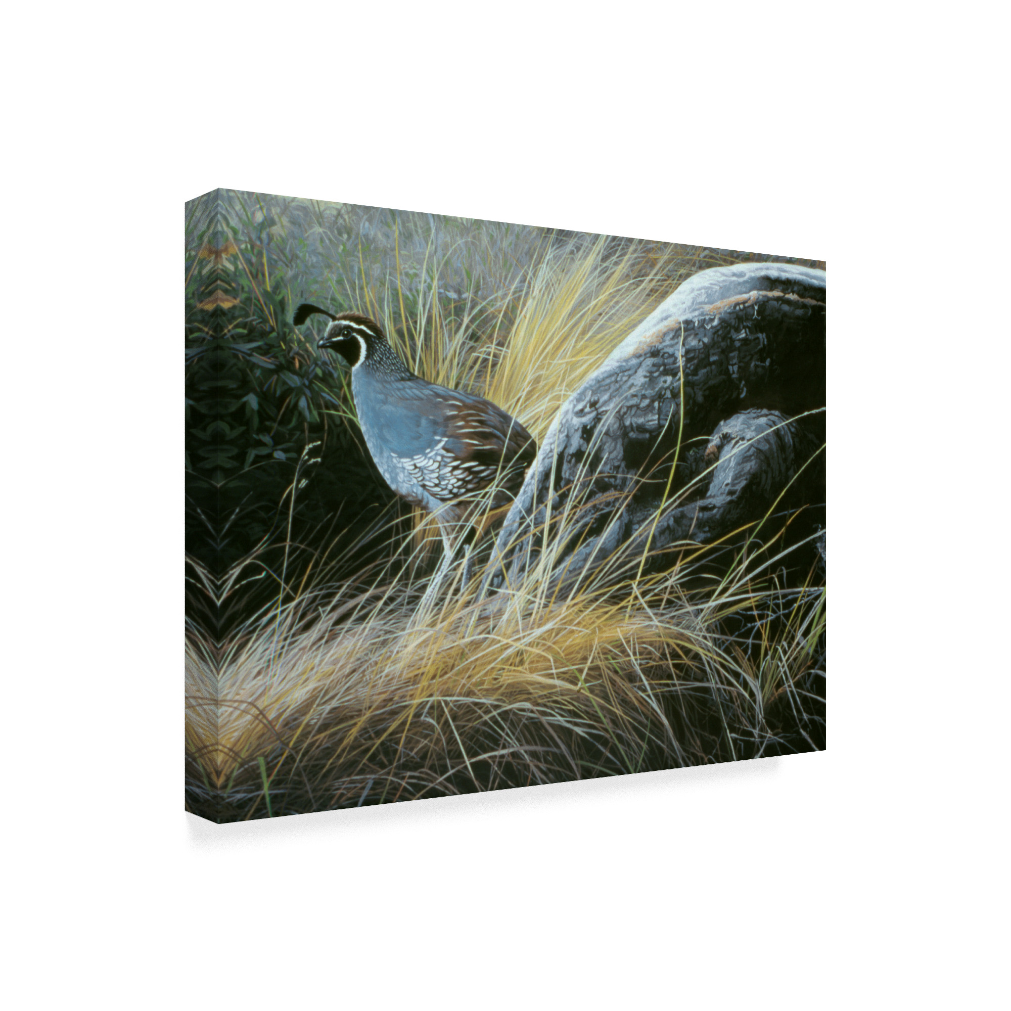 Trademark Fine Art 'California Quail' Canvas Art by Ron Parker