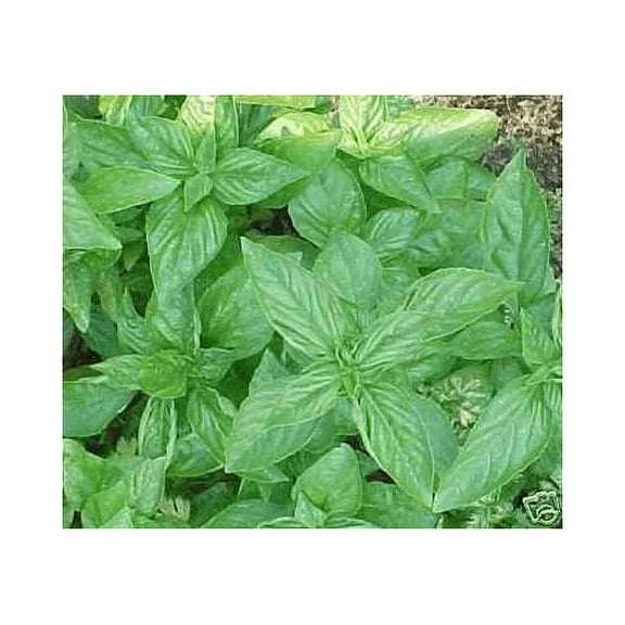 Basil Sweet Genovese Great Garden Herb by Seed Kingdom Bulk 1/4 Lb Seeds