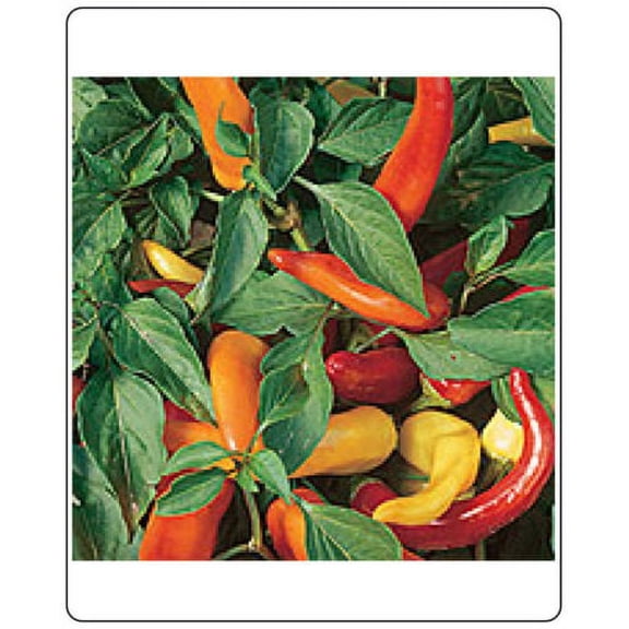 Pepper HOT Hungarian Yellow WAX Great Heirloom Vegetable 200 Seeds