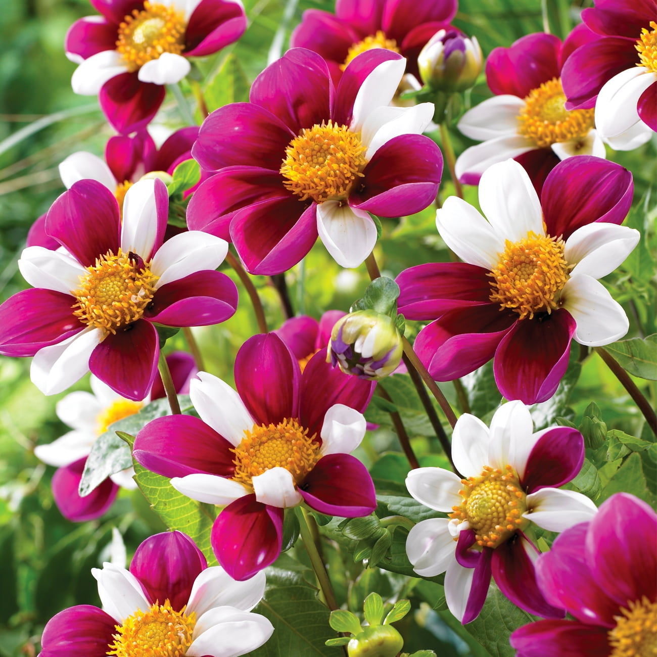 Van Zyverden Dahlia Twyning's Smartie Dormant Bulb Full Sun, Multi