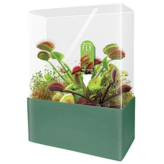 Unique Gardener Grow Your Own Venus Fly Trap, Complete Kids and Adults Square Terrarium Starter Kit to Plant Fascinating Man Eating Fly Traps, Includes All Supplies for Indoor Flytrap Terrariums