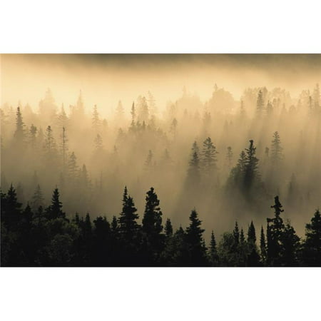 Mist in Forest At Sunrise Pukaskwa National Park Lake Superior Ontario Poster Print, 34 x 22 -