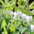 thumbnail image 5 of White Bleeding Hearts Flower - 2 Bare Roots - Attracts Butterflies, Bees & Hummingbirds-Spring Garden Perennial, 5 of 6
