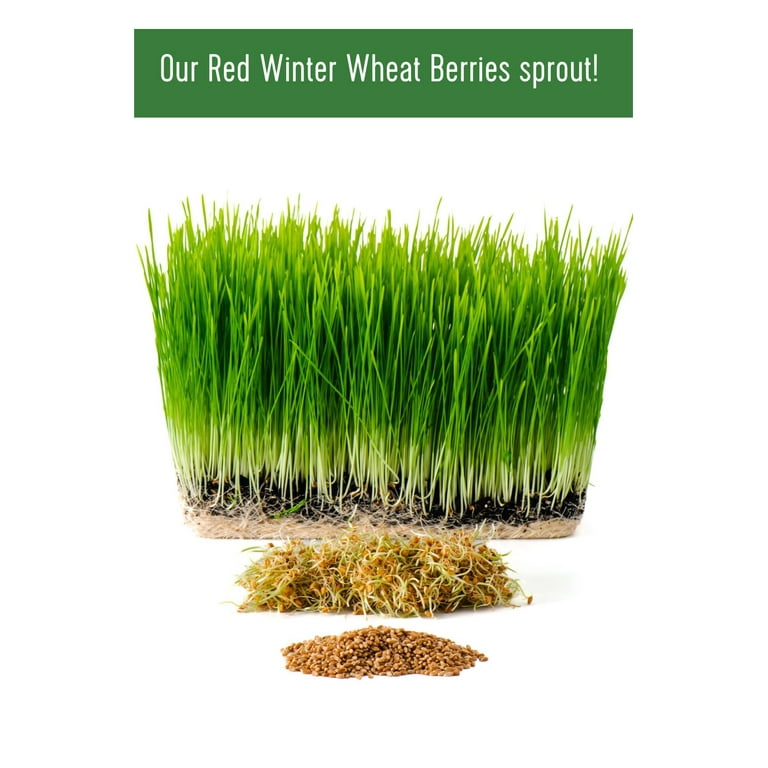 Emergency Wheat Winter, Spring | lbs Red Hard White, 100 Soft Wheat [25 each] LBS Hard Supply Hard White, | Berry Red Berries