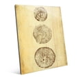 thumbnail image 1 of Trio of Tree Rings | 20" x 24" Acrylic Wall Art, 1 of 1