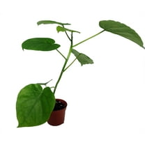 Sweetheart Ficus - Ficus Natarensus - 2.5" Pot - Easy House Plant