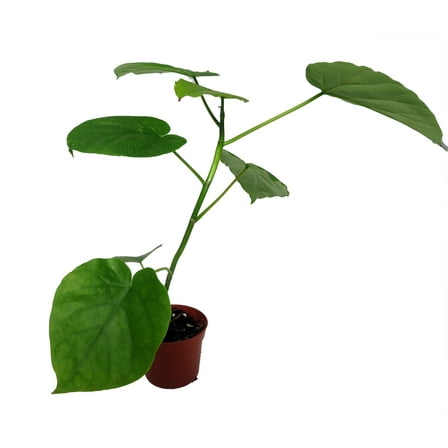 Sweetheart Ficus - Ficus Natarensus - 2.5" Pot - Easy House Plant
