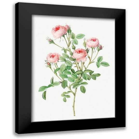 Redoute, Pierre Joseph 12x14 Black Modern Framed Museum Art Print Titled - Burgundian Rose, Rosa pomponia