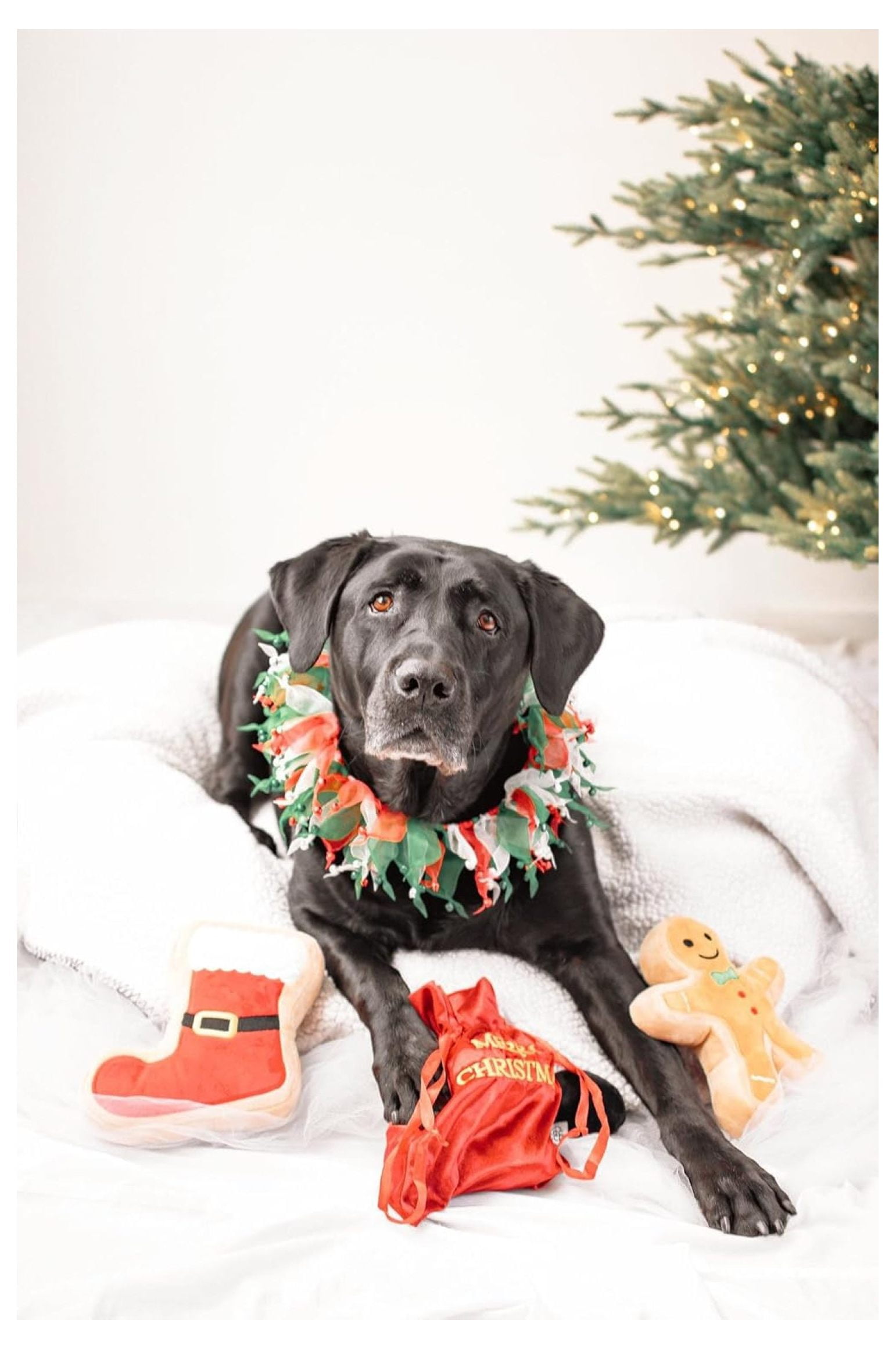 Bag of Coal Plush Christmas Dog Toy - 3"- Squeaky Interactive Pet Present