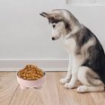 thumbnail image 5 of Cuencos de agua y comida para mascotas para perros y gatos, alimentador antivómitos para perros y gatos, protege la columna vertebral de las mascotas MFZFUKR  BST3009058-6, 5 of 5