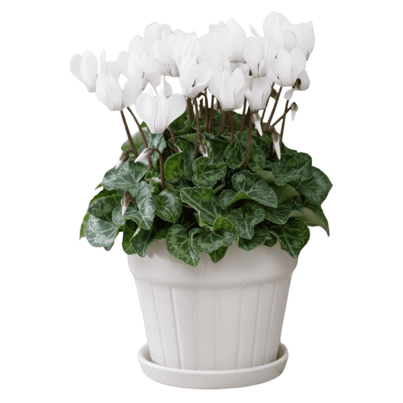 Set of 4 Cyclamen White Plant, Cyclamen Live Plant, White Flower, 4-7 inches Tall, 4 inch Pot for Planting
